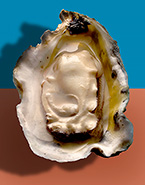 Oyster